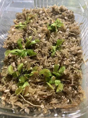 Дионея дракула ( Dionaea muscipula dracula) купить. Уникальный вид  вененриной мухоловки