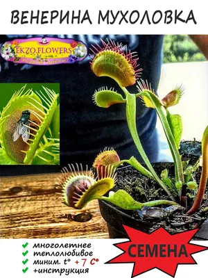 Семена Dionaea muscipula Typical form, семена венериной мухоловки, семена  хищного растения, настоящие семена венериной мухоловки, семена плотоядного  растения