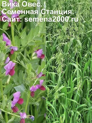 Вика озимая (віка озима - укр.), семена (ID#401456342), цена: 42 ₴, купить  на Prom.ua