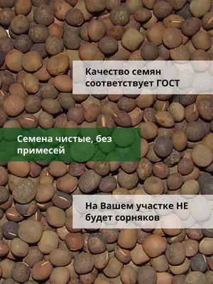 Семена вики озимой Глинковская в Краснодар, Россия - Семена, Другие -  trade.agroinform.tj бесплатные объявления куплю продам б/у