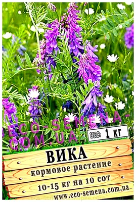 Продам семена вики яровой, купить семена вики яровой, Республика  Башкортостан — Agro-Russia
