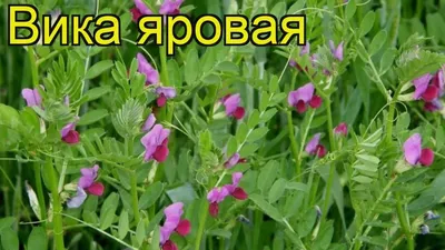 Семена Вика посевная от 1 кг (592389756) купить в Киевской области за 75 грн