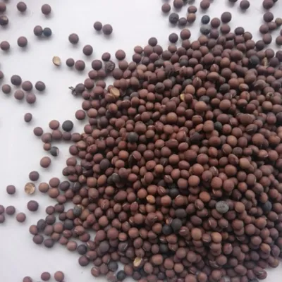 Вика яровая семена купить в Беларуси от компании Агросемсервис Плюс