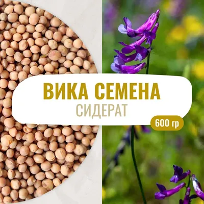 Семена Вика, 0,5 кг (2185627) - Купить по цене от 112.00 руб. | Интернет  магазин SIMA-LAND.RU