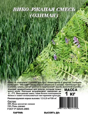 Семена вики озимой Глинковская: 0 руб - Краснодарский край, Краснодар Семена  зерновых и зернобобовых культур на ЧоПочом