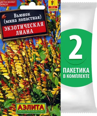 Вьюнок Огненная земля (семена,цветы) купить по цене 49 ₽ в  интернет-магазине KazanExpress