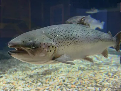 Семга – рыба благородных кровей - Блог Goodfish.BY