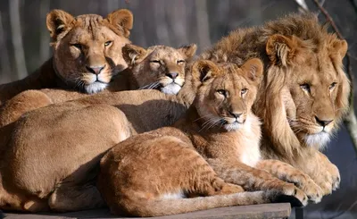 Семья львов стоковое изображение. изображение насчитывающей рот - 26180023