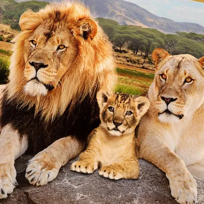 Семья львов (34 лучших фото)