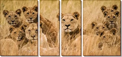 Набор фигурок Masai Mara Мир диких животных Семья львов 6 предметов купить  по цене 2147 ₽ в интернет-магазине Детский мир