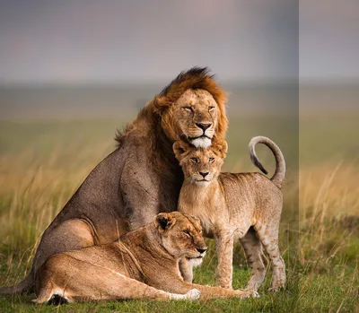 Семья львов» — создано в Шедевруме