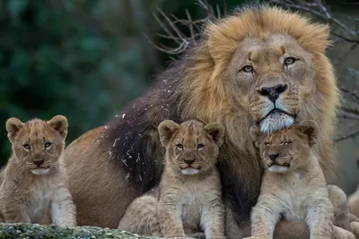 Семьи льва - картинки и фото koshka.top