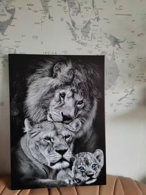 Семья львов на лугу с тремя львятами - открытка