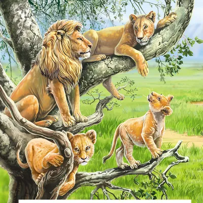 львы едят мясо а люди стоят в вольере, семья львов ест убитую зебру, Hd  фотография фото, глаз фон картинки и Фото для бесплатной загрузки