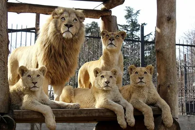 Картина на холсте \"Семья львов с малышом\"