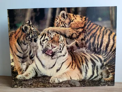 Фотокартина \"Семья тигров\", 30*40см - купить по низкой цене в  интернет-магазине OZON (919147231)