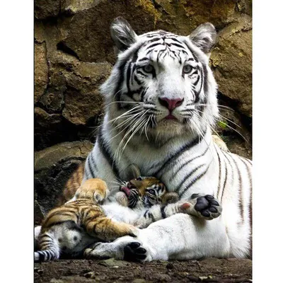 Фотообои Семья тигров Nru18516 купить на заказ в интернет-магазине