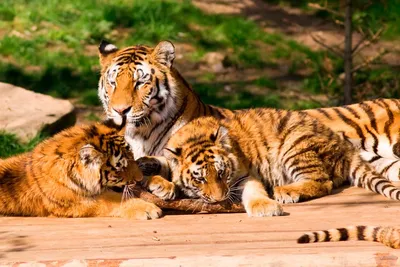 Купить Пазлы Trefl: «Семья тигров» 500 Эл (37350)
