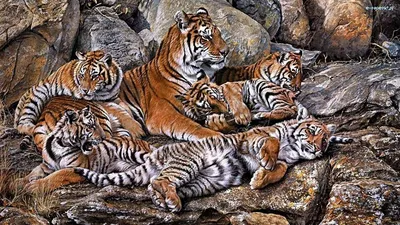 Семья тигров стоковое фото. изображение насчитывающей индия - 40781750