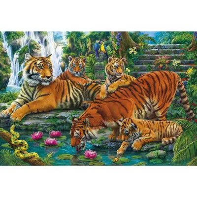 Семья Тигров — стоковые фотографии и другие картинки Бенгальский тигр -  Бенгальский тигр, Животные в дикой природе, Тигр - iStock