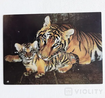 Купить Набор фигурок животных серии \"Мир диких животных\": Семья тигров и  семья оленей, 4 предмета MM211-239 Фигурки животных | Универмаг V4: Товары  для детей