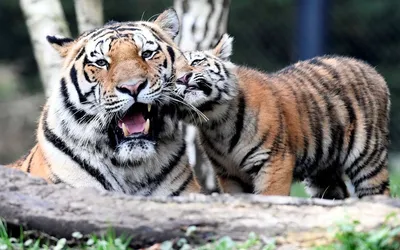 Семья бенгальских тигров. 1990 г. Фото А. Авалова. Чистая - Violity