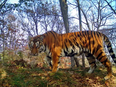 Хищные ласки. Reuters показало жизнь семьи тигров в Гамбурге — Мир