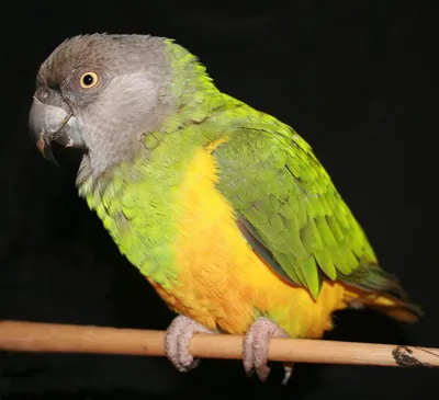 Сенегальский длиннокрылый попугай — Википедия