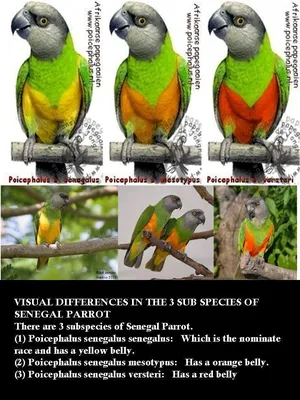 Сенегальский попугай - купить в Москве, цена 20000.00 руб - 'Зоо-Оазис'  экзотические животные и птицы.