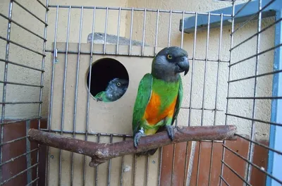 Сенегальский попугай - eBird