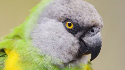 Сенегальский попугай - eBird