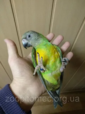 Сенегальский попугаи (ID#4696013), цена: 8000 ₴, купить на Prom.ua