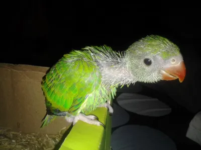 Я хочу птичку!». Лорикет и сенегальский попугай | Пикабу
