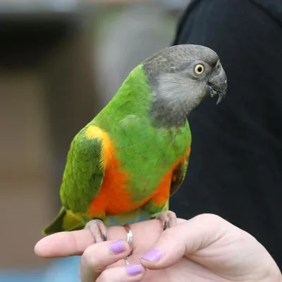 Сенегальский попугай - eBird