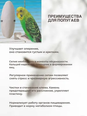 Cепия, мел и минеральный камень для попугаев: польза и вред