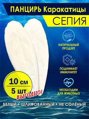Сепия, Панцирь каракатицы 12см купить по цене 299 ₽ в интернет-магазине  KazanExpress