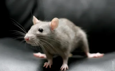 Откуда есть пошла серая крыса | Биореактор | Дзен