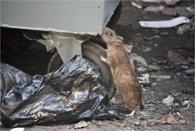 Серая крыса с сыром стоковое изображение. изображение насчитывающей  прелестное - 112756433