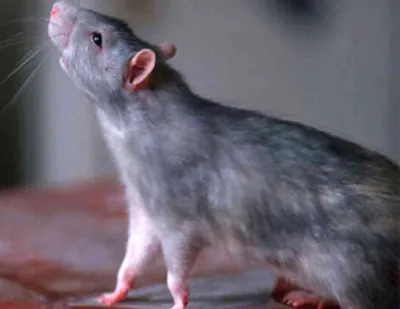 Информация про крыс - подробная статья