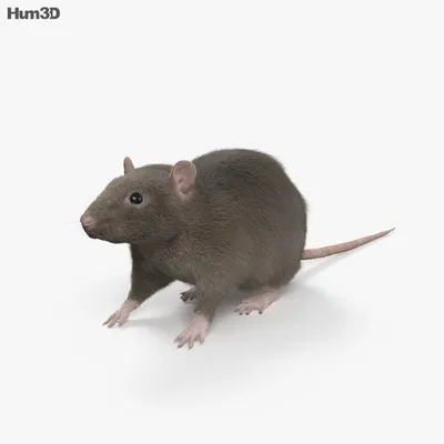Большая серая крыса, освещенная …» — создано в Шедевруме