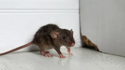 серая крыса стоковое фото. изображение насчитывающей серо - 50647252