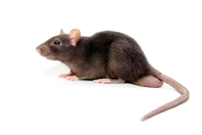 Милая маленькая серая крыса с …» — создано в Шедевруме