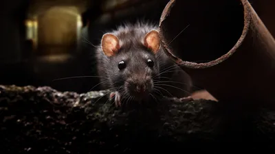 Огромную крысу поймали и сняли на видео в Актау