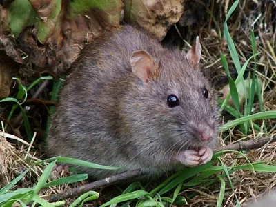 Серая крыса, Rattus norvegicus, Brown rat | Москва, ГБС | Oleg Nabrovenkov  | Flickr