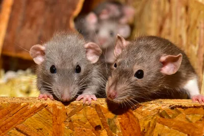 Крысы во дворе | город Иматра