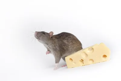 Серая крыса, изолированная на белом | Премиум Фото