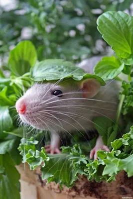 ФотоБлог Торгачкин Игорь Петрович © Igor Torgachkin: Серая крыса, 27 мая  2019 / Rattus norvegicus / Brown Rat