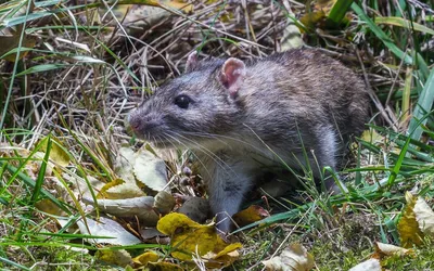 Серая крыса (пасюк) (Rattus norvegicus). Фотографии Аскара Исабекова на  birds.watch.