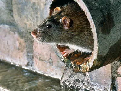 серая крыса на верхушке ствола черный фон, картинка землеройки фон картинки  и Фото для бесплатной загрузки