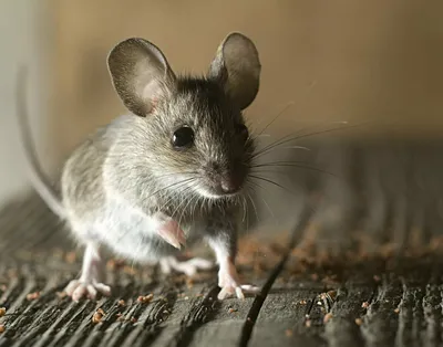 Фото Любопытная бело-серая мышь